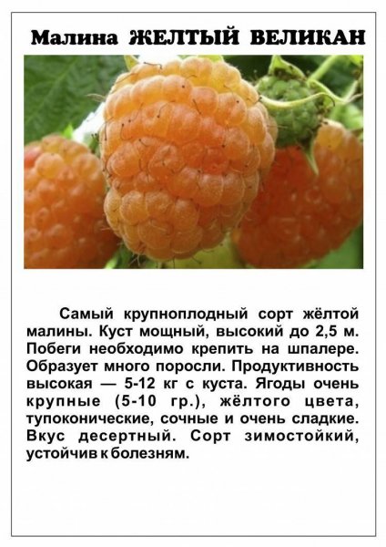 Жёлтый великан