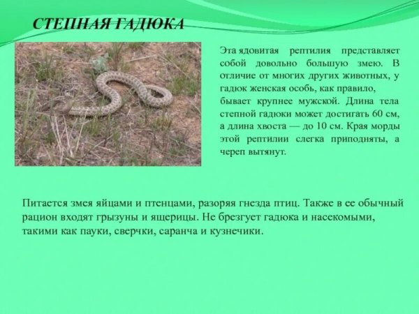 Степная гадюка