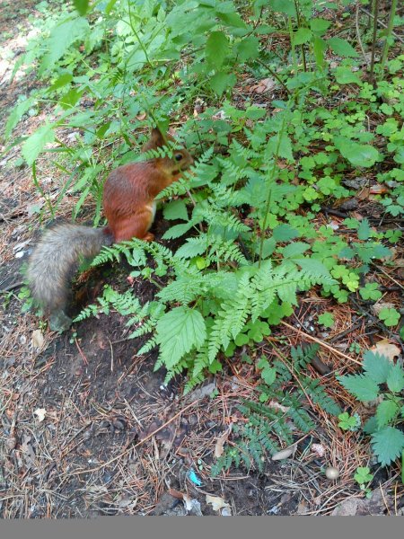 Белочка в парке