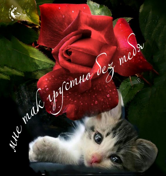 PicsArt 1461861218652