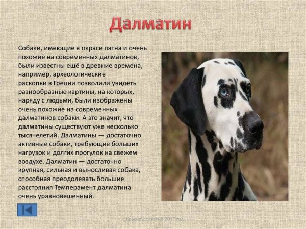 Далматин