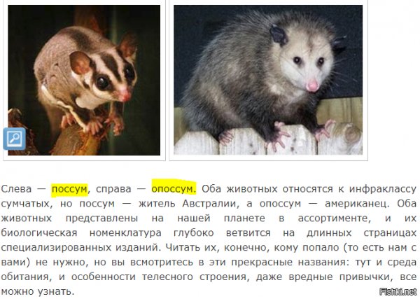 поссум и опоссум