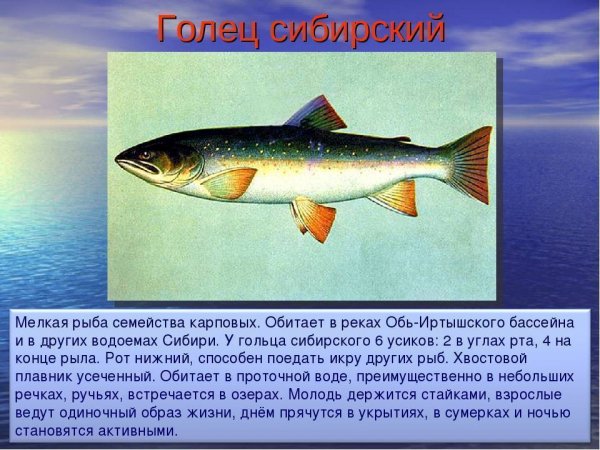 Голец сибирский