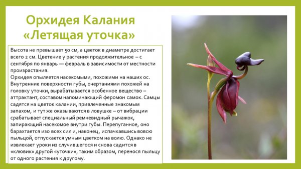 Орхидея Калания