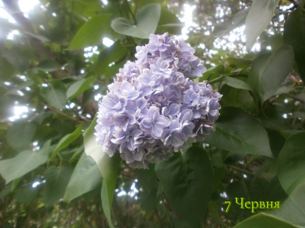 7 Червня