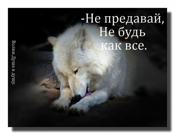 Не предавай
