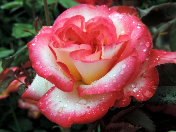 Roses Closeup Pink color 455954