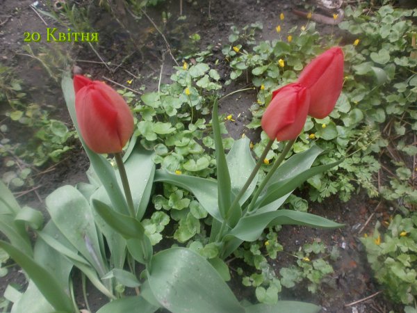 20 Квітня