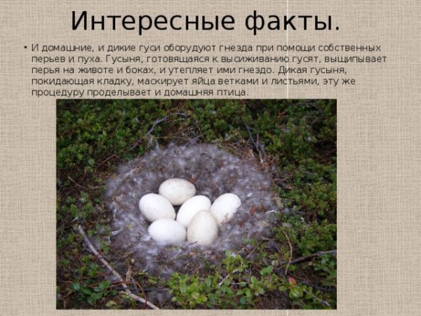 Интересные факты