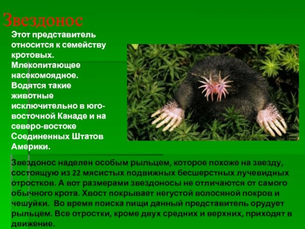 Звездонос