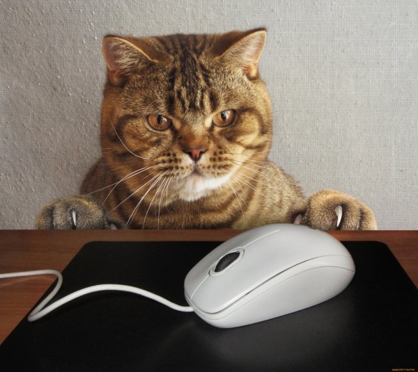 КотЭ)