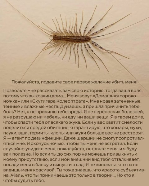 Домашняя сороконожка