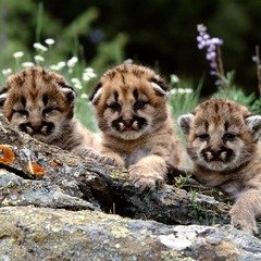 Mountain Lion Cubs