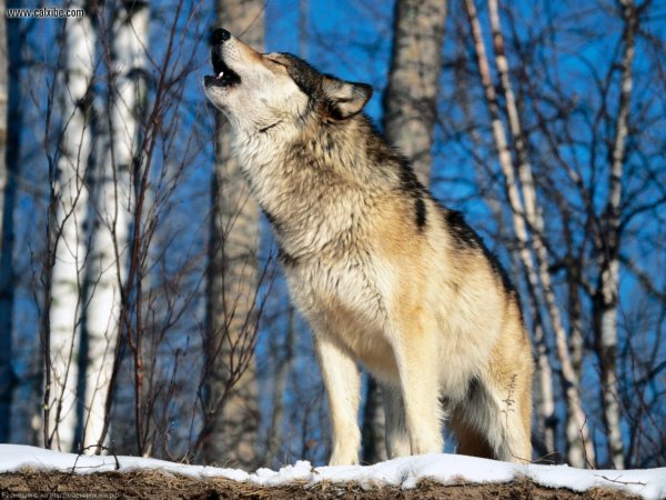 Morning Howl Howling Wolf (Копировать)