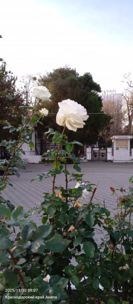 Анапа. Розы уходящей осени.