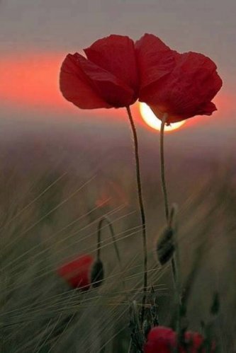 IMG-ff10a54bfc6acbed14af8f45b7a7488a-V