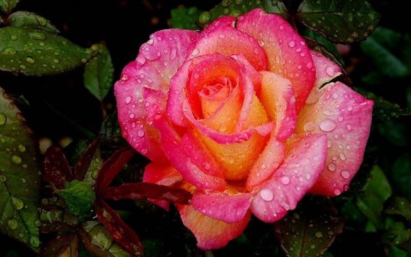 A7683620a92adcf856cc2e513babec26