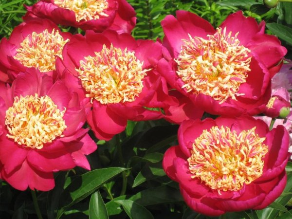 w640 h640 pion-sword-dance