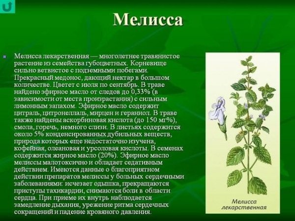 Мелисса