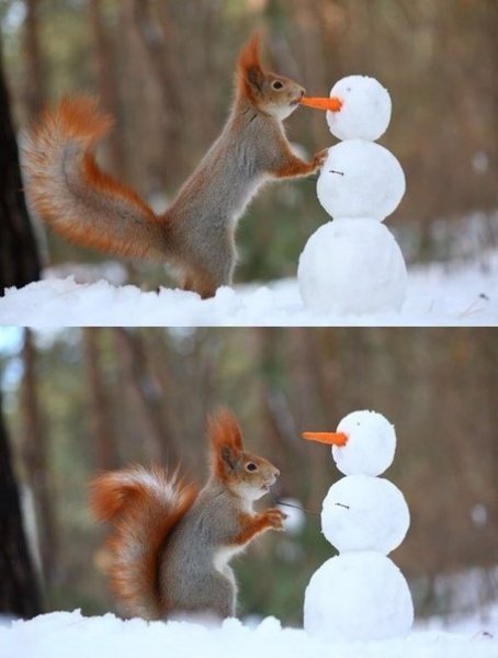 Когда белочке скучно