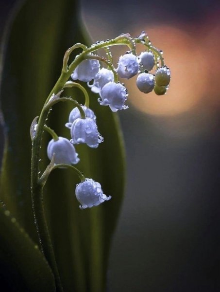 17 цветы ландышь голубой