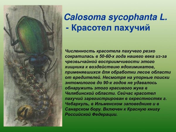 Красотел пахучий