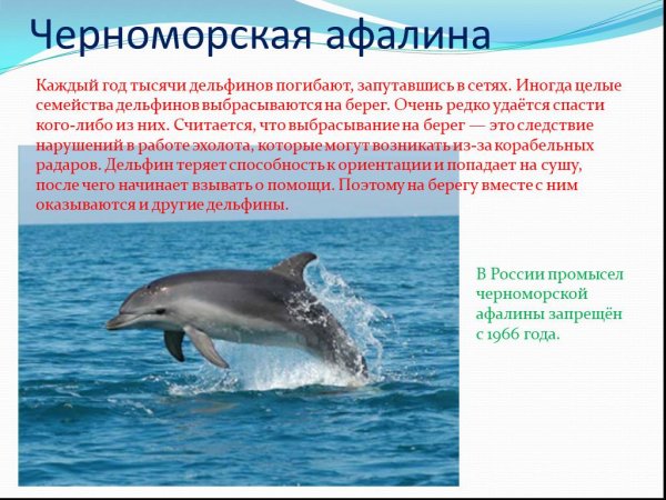 Черноморская афалина