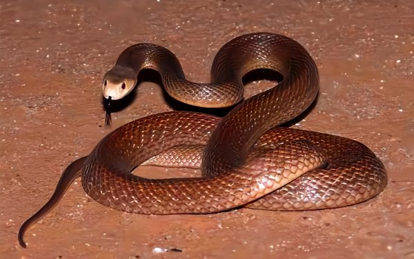 Австралийский Тайпан