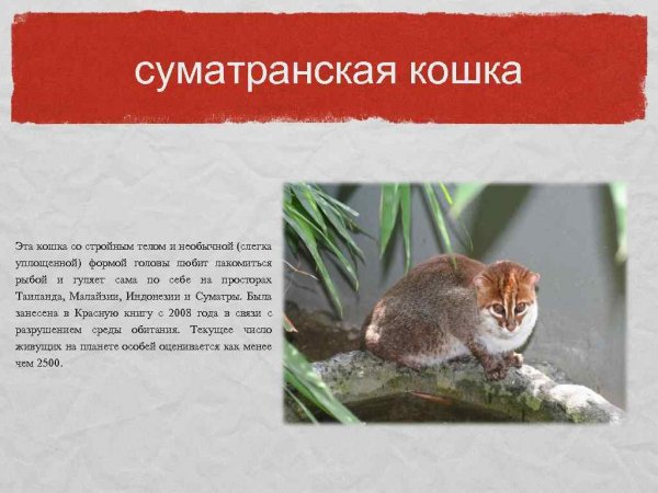 Суматранская кошка