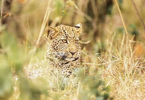 леопард 081703