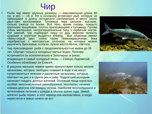 Чир