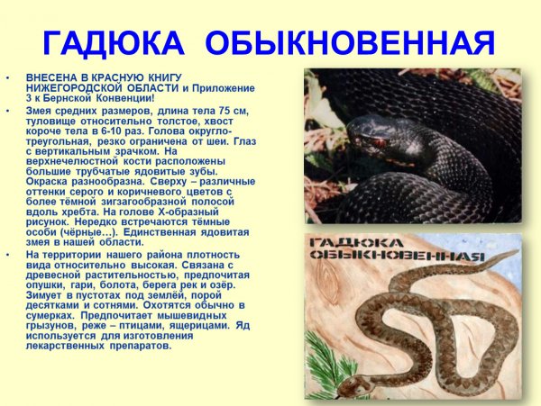 Гадюка обыкновенная