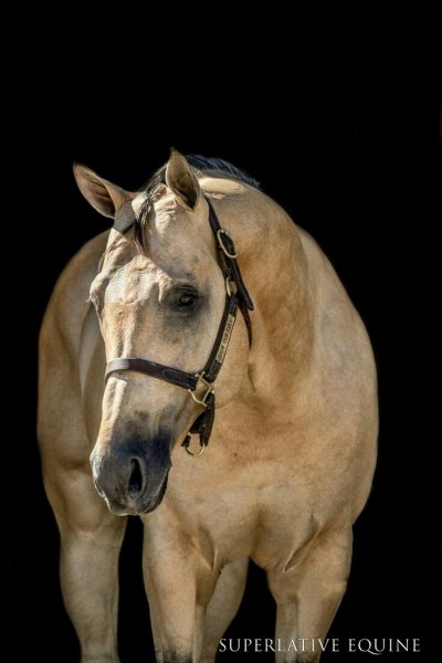 Horses love