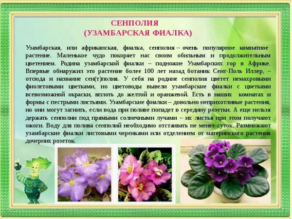 Сенполия