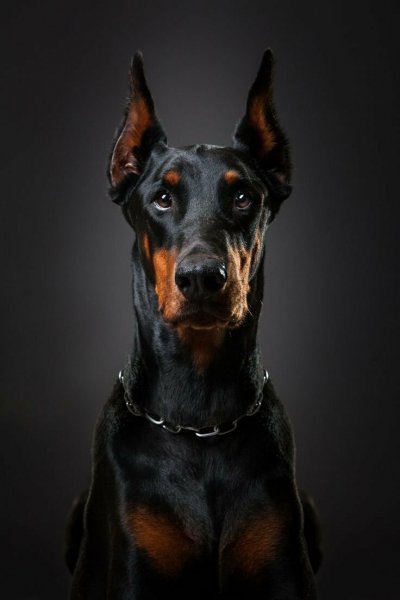 1-kartinkin-net-p-doberman-kartinki-1