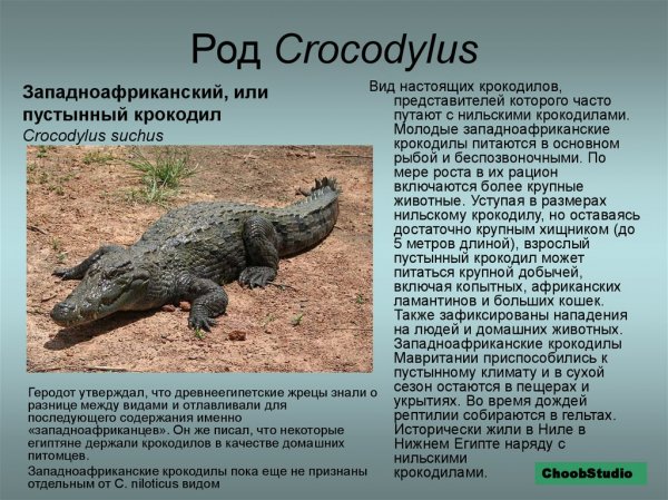 Пустынный крокодил