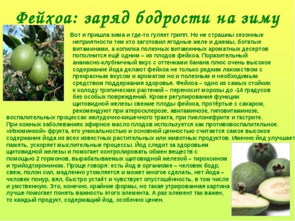 Фейхоа