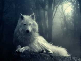 wolf-wallpapers-free-download-incredible