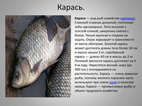 Карась