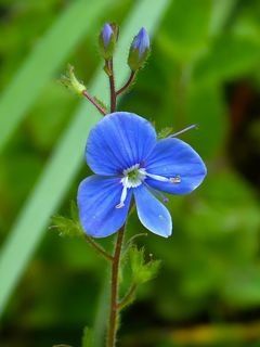 Veronika dubravnaia tsvetok lepestki
