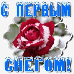 роза