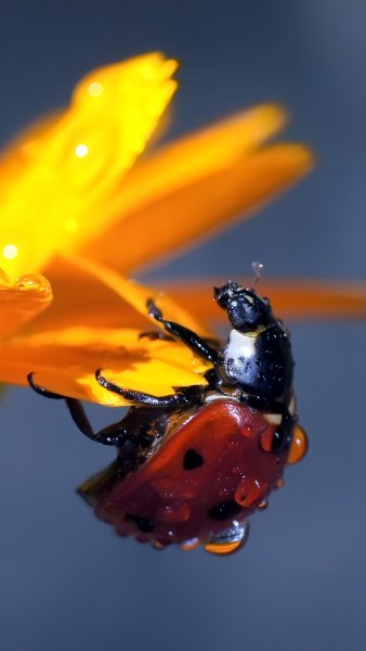 Божья коровка