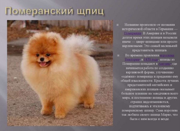 Померанский шпиц