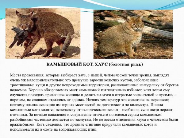 Хаус