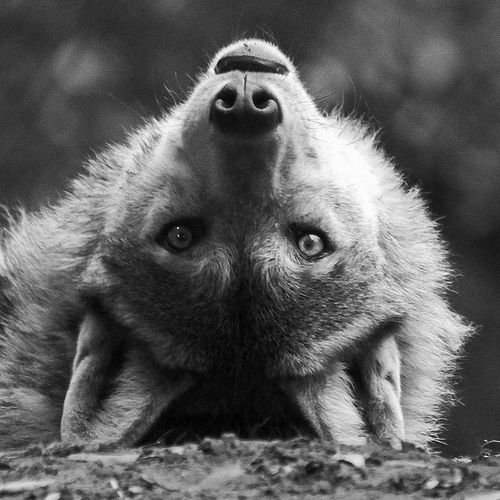Volk