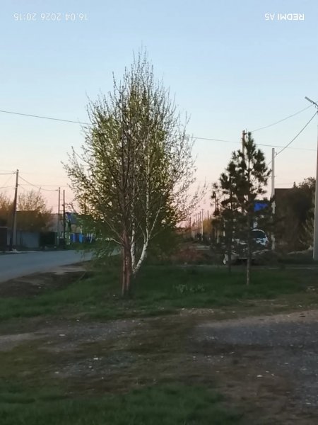 Вечер..улица..деревья..весна..