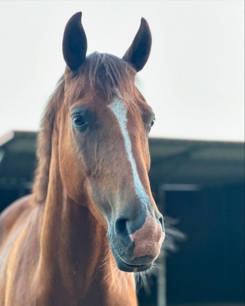 MEDIA # OF HORSE