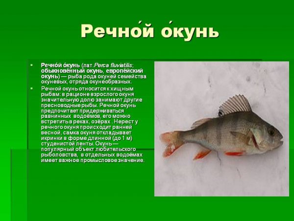 Речной окунь