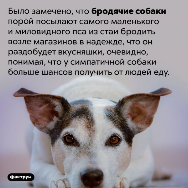 Бродячие собаки