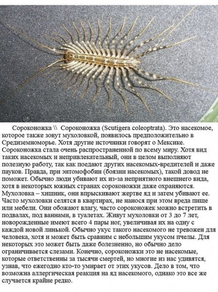 Сороконожка